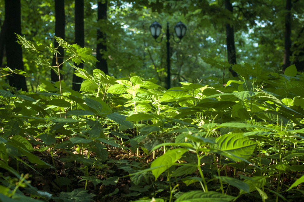 усадьба усачевых найденовых на земляном валу