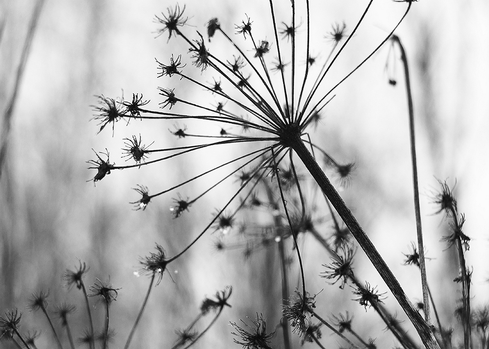 чёрно-белое фото природы