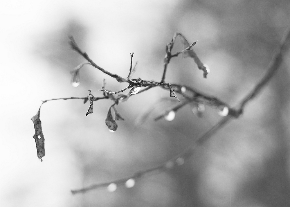 выборг природа