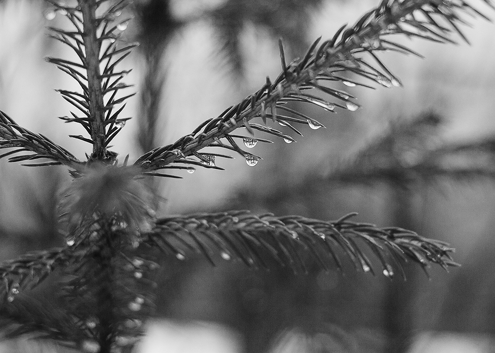 выборг погода