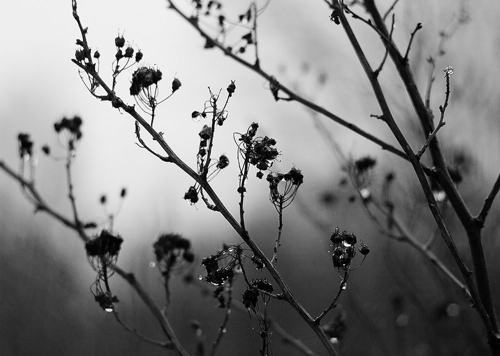 мокрый январь