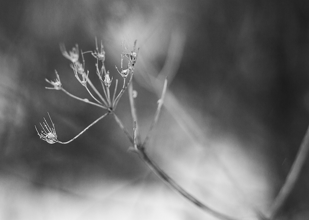 зимний выборг фото