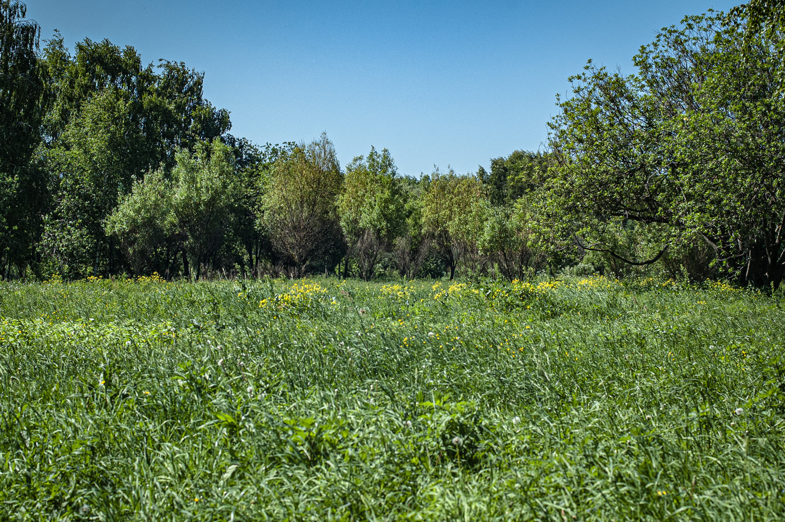 аллея дорога жизни в строгино