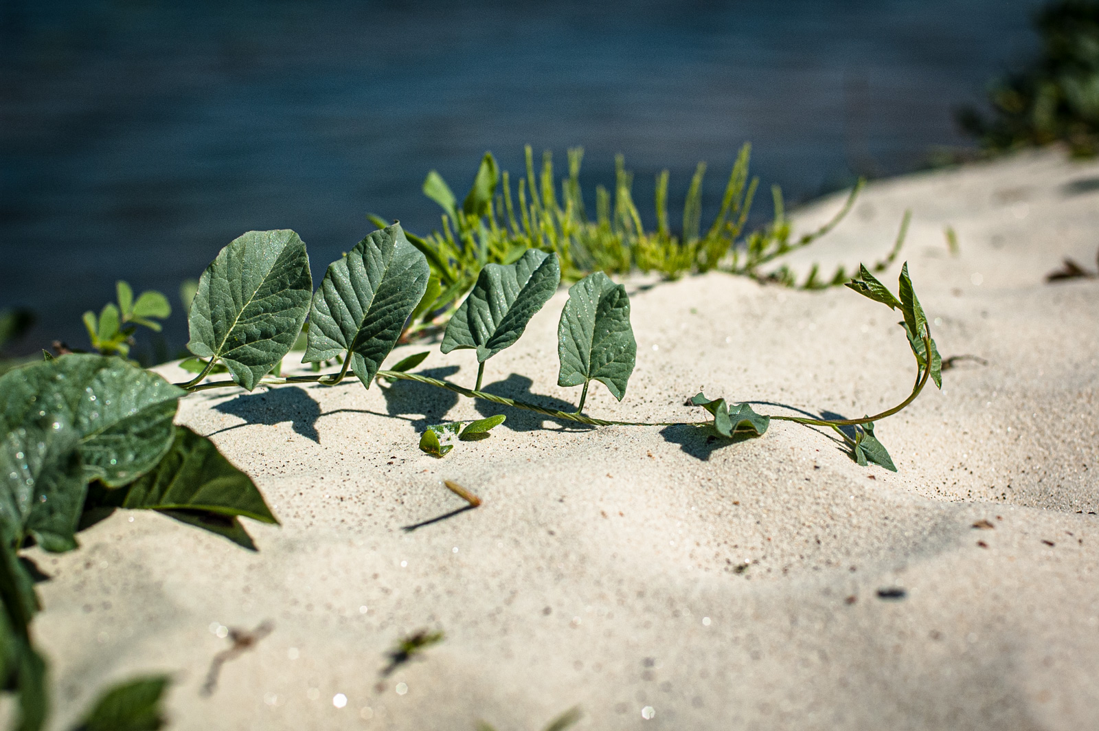 природный парк москворецкий