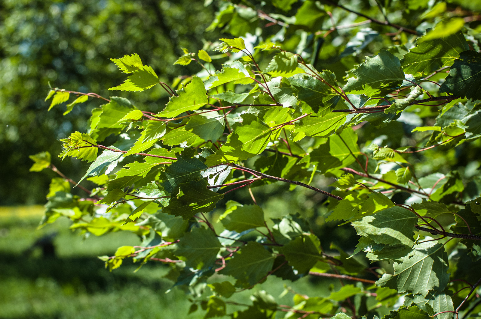 исторический парк москворецкий