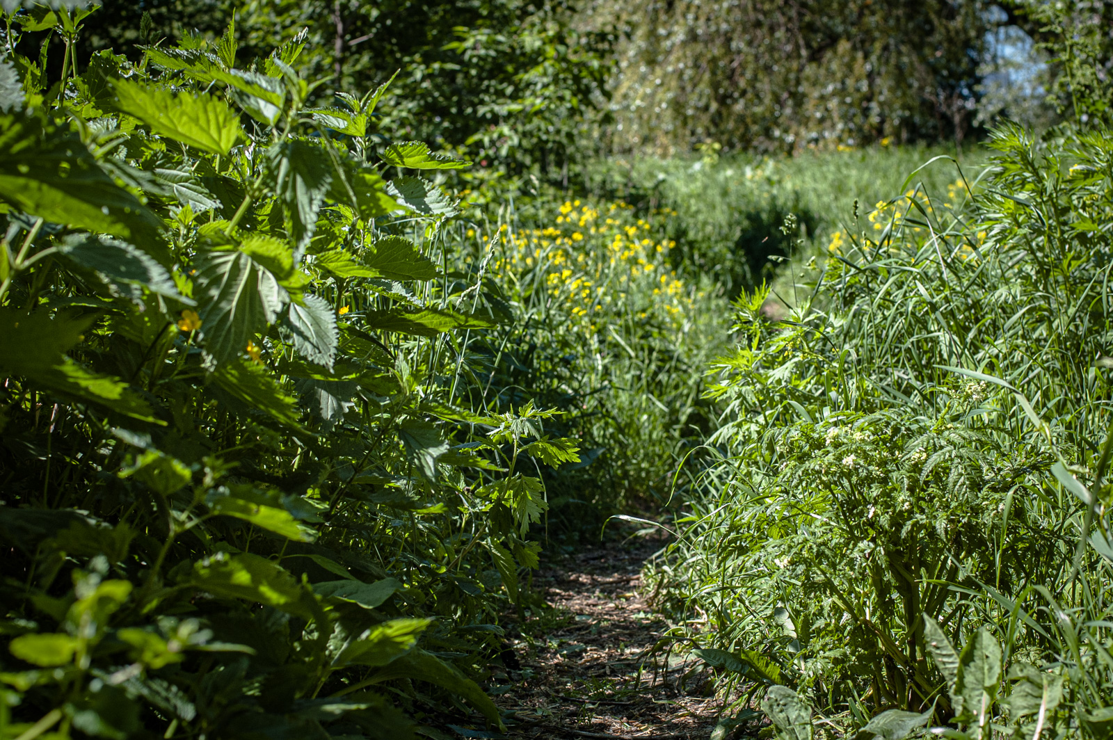 москворецкий парк фото