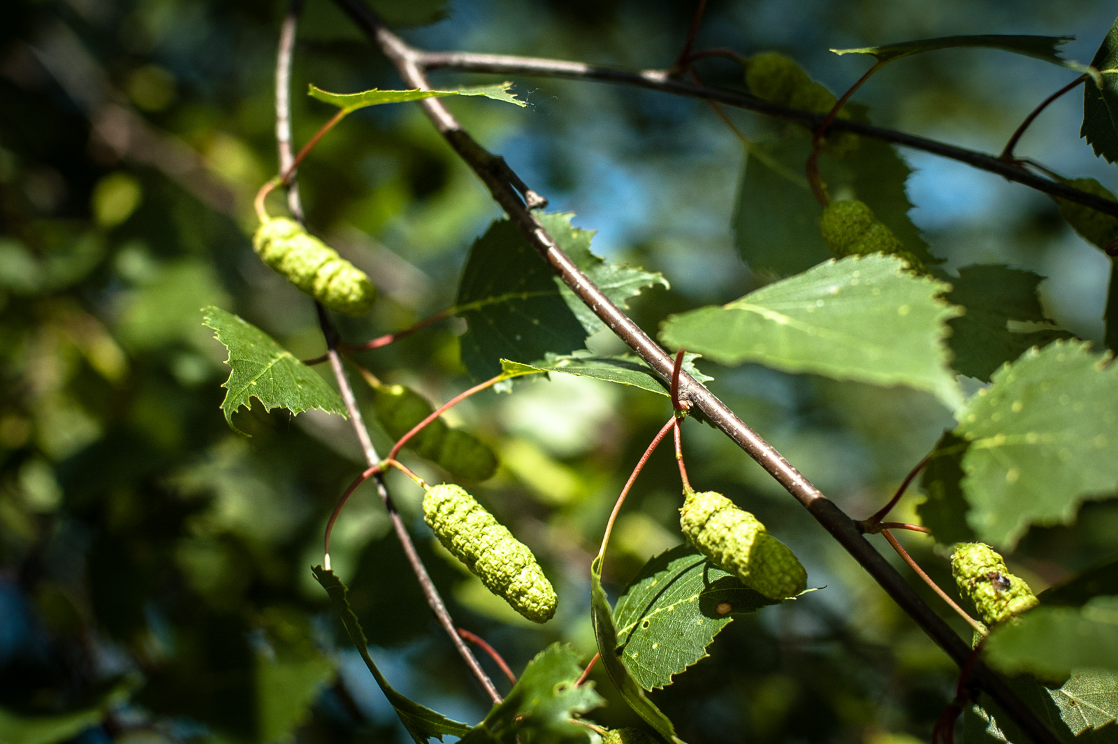 москворецкий парк отзывы