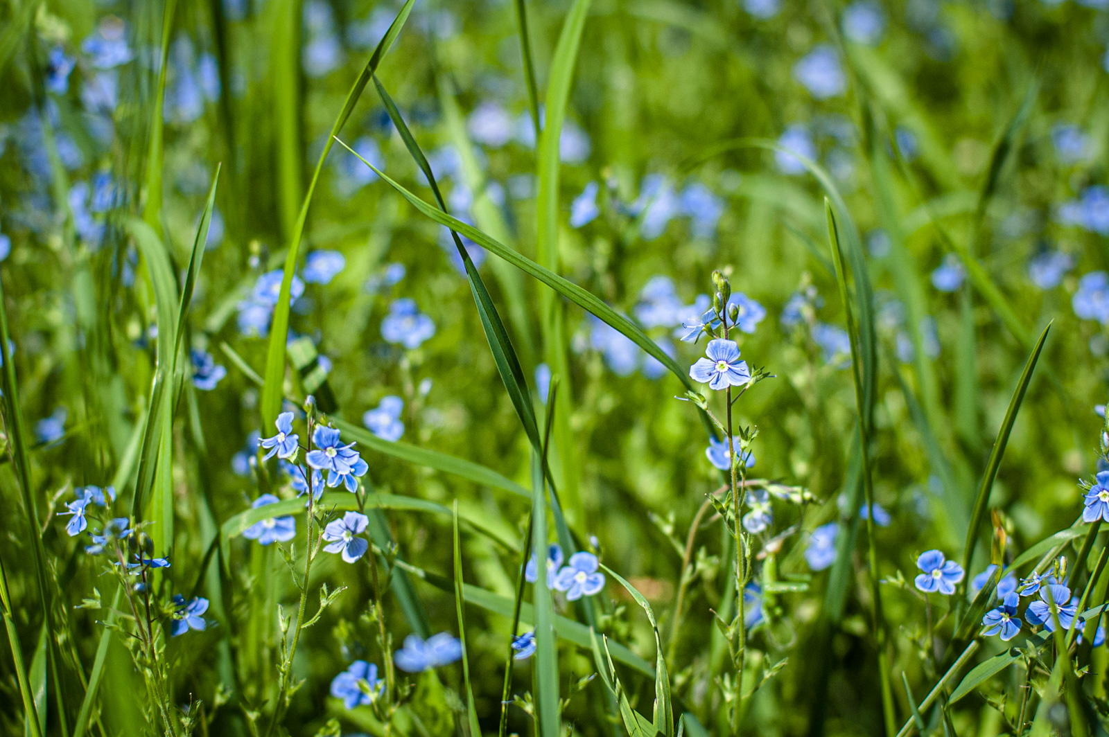 москва парк строгино