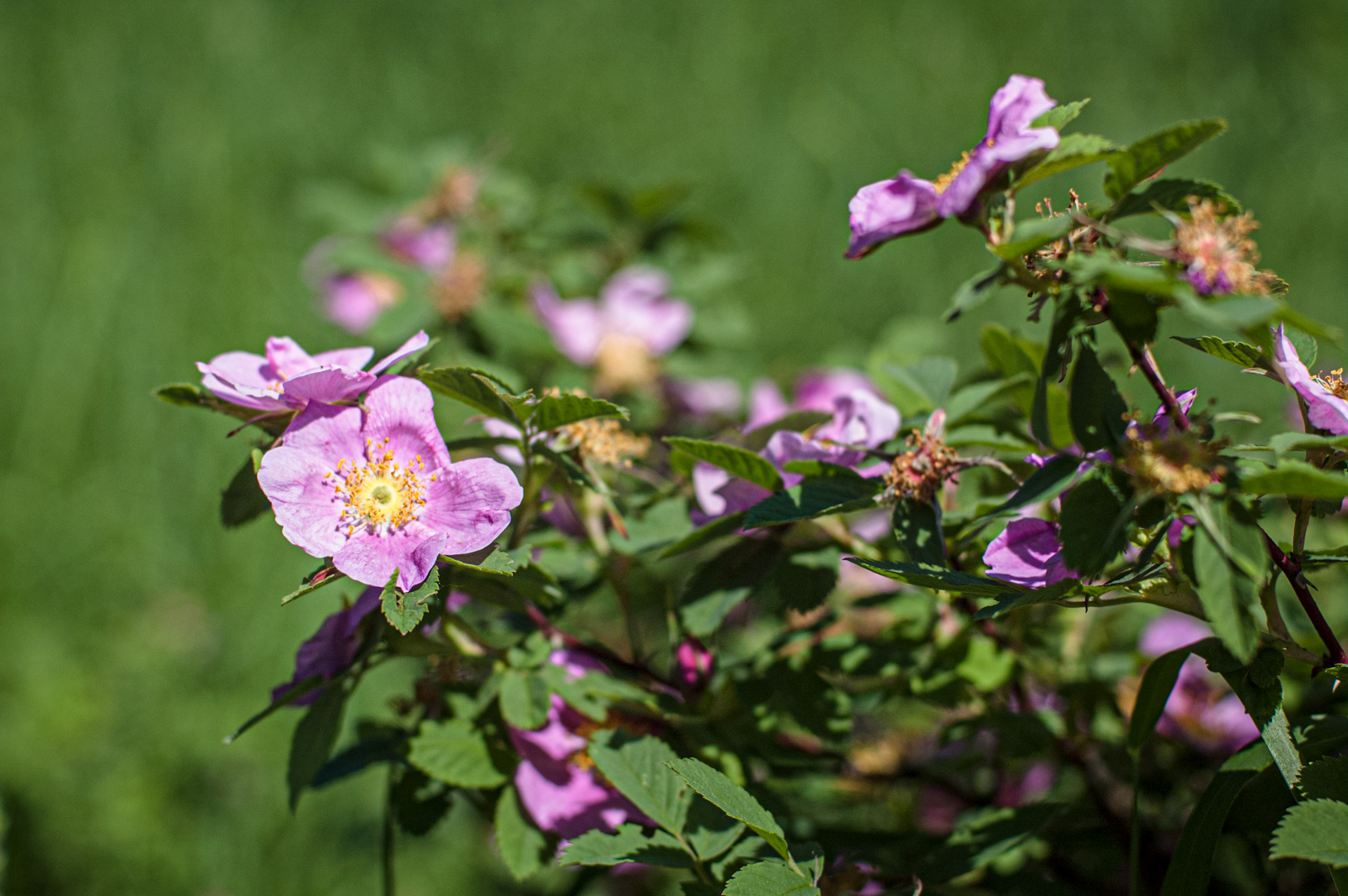 метро строгино парк