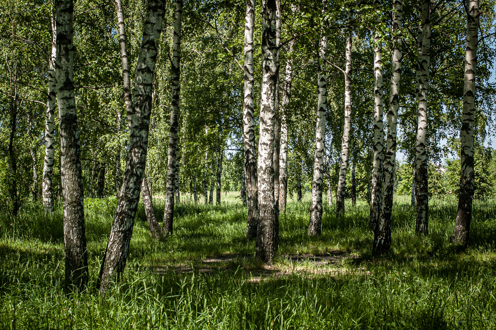 новый парк в строгино