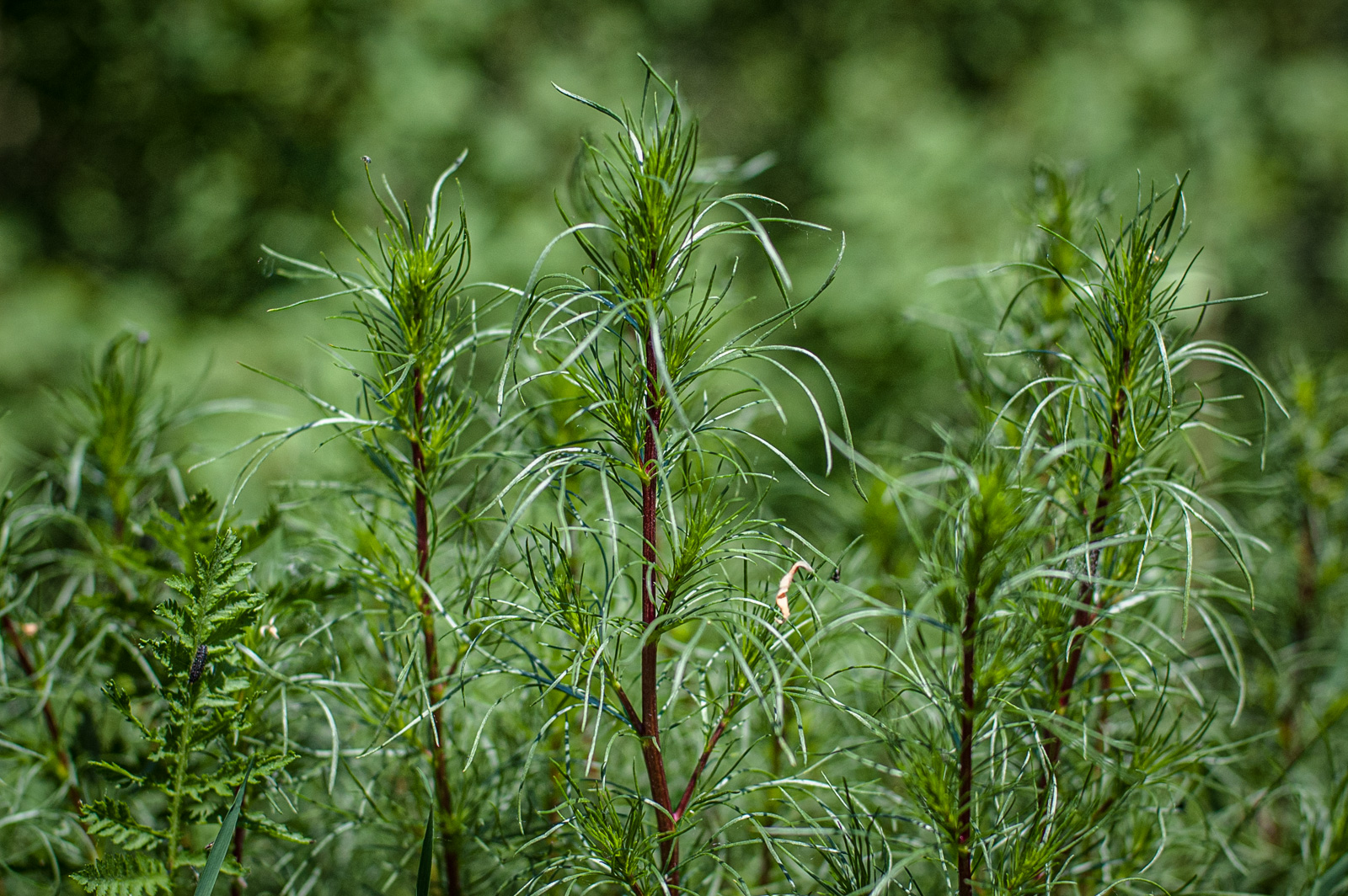 парк в строгино на исаковского