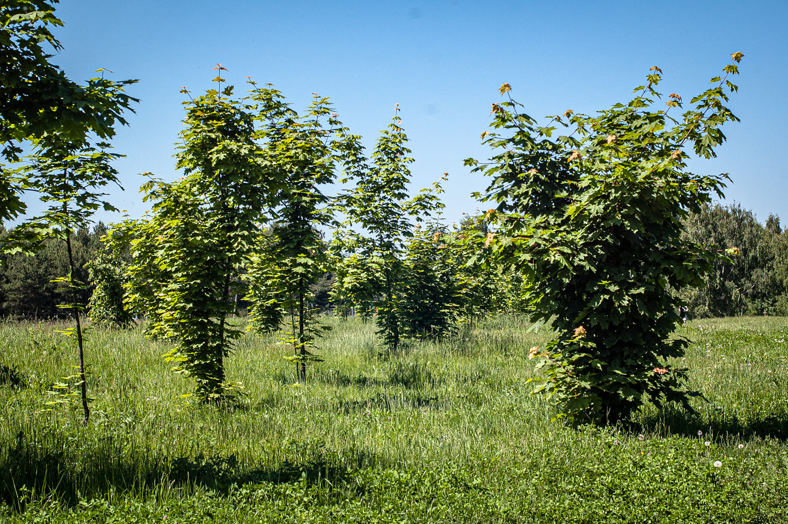 дорога жизни строгино
