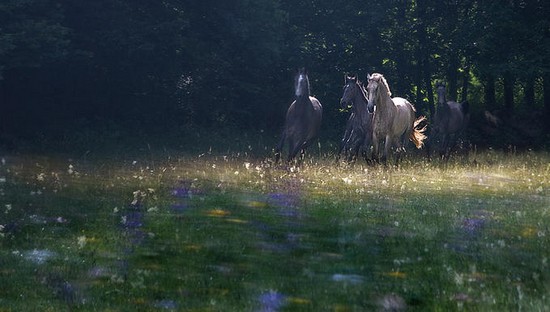 air-horses14.jpg