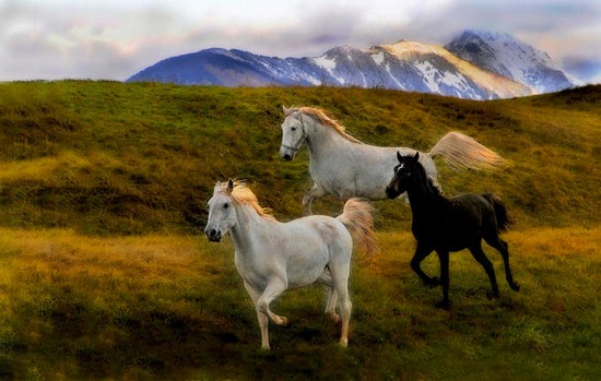 air-horses21.jpg