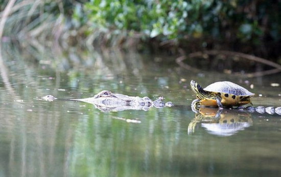 crocodile-and-turtle02.jpg
