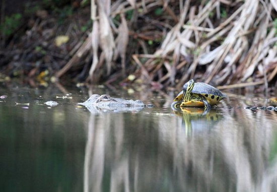 crocodile-and-turtle04.jpg