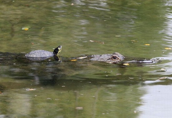 crocodile-and-turtle05.jpg