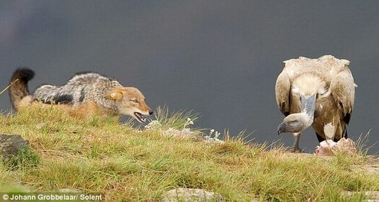 jackal-vs-vulture02.jpg