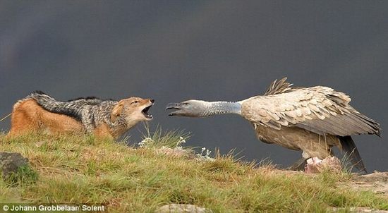 jackal-vs-vulture03.jpg
