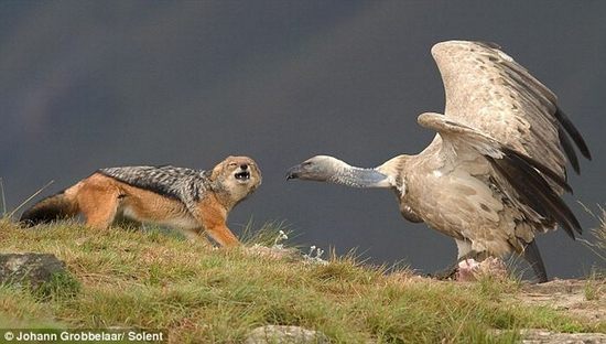 jackal-vs-vulture04.jpg