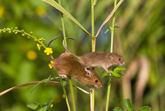 little-mice01.jpg