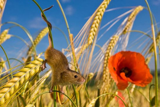 little-mice02.jpg