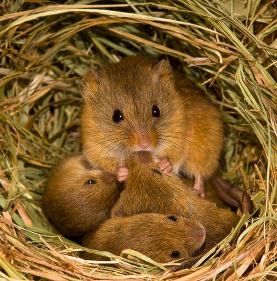 little-mice05.jpg