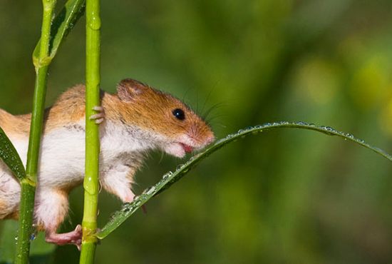 little-mice07.jpg