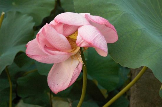 lotos-blossom11.jpg