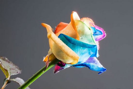 rainbow-flowers11.jpg