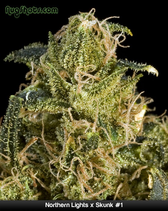 weed-flowers13.jpg